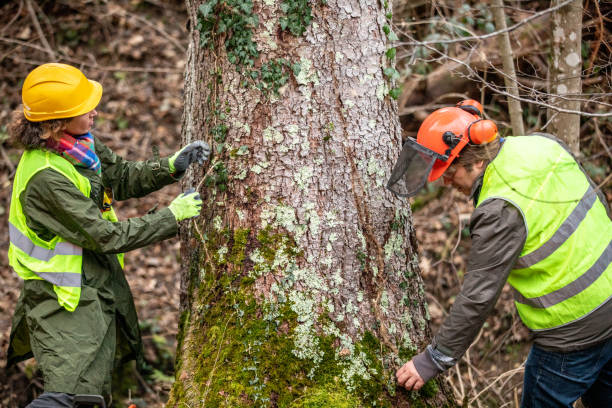 Drexel Heights, AZ Tree Services Company